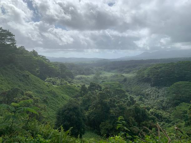 istock RAIN FOREST IN KAUAI HAWAII 1343551095
