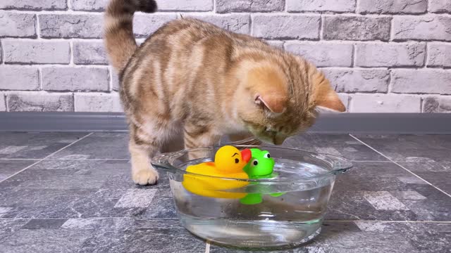 red ginger striped kitten playing with frog and duck toys in water. Brick gray wall background.