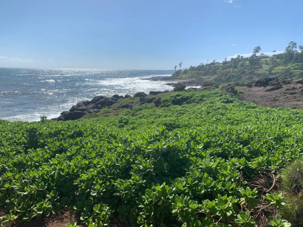istock KAUAI HAWAI COASTLINE 1343551268