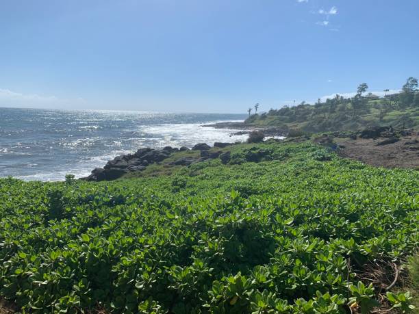 istock KAUAI HAWAI COASTLINE 1343551283