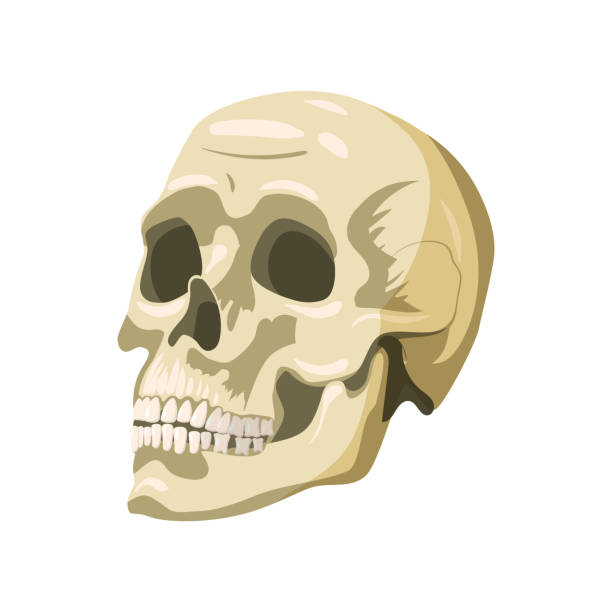 Skull human, magic symbol, anatomically organ body part. Vector illustration cartoon style Skull human, magic symbol, anatomically organ body part. Vector illustration cartoon style isolated cartoon of painted skull faces stock illustrations