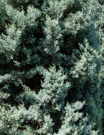 Texture of  branches of Arizona cypress (Cupressus arizonica) \