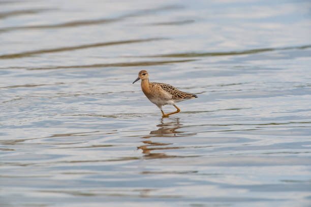 Ruff Bird Ruff (Calidris pugnax) walking in water on the seashore philomachus pugnax stock pictures, royalty-free photos & images