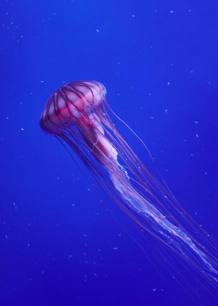 istock Jellyfish floating in the blue sea 1343553342