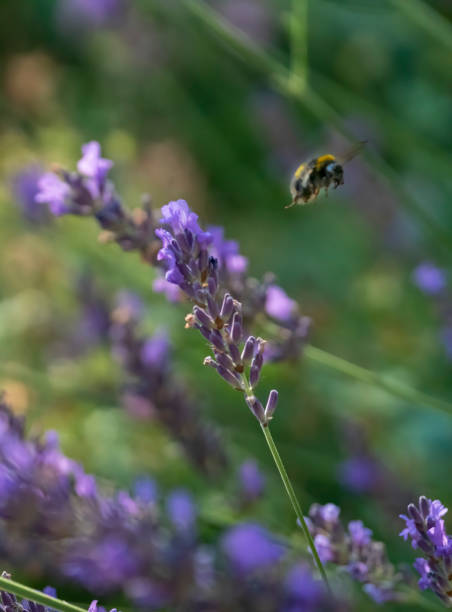 istock Extreme close-up of Bumble bee on lavender florets 1343554082