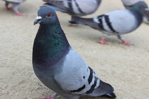 istock Pidgeon in a park close up 1343554091