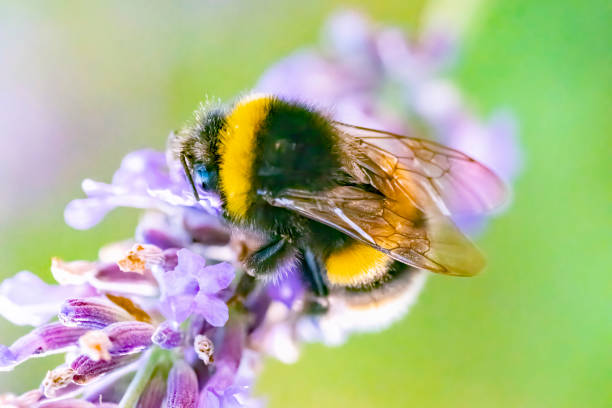 istock Extreme close-up of Bumble bee on lavender florets 1343554098