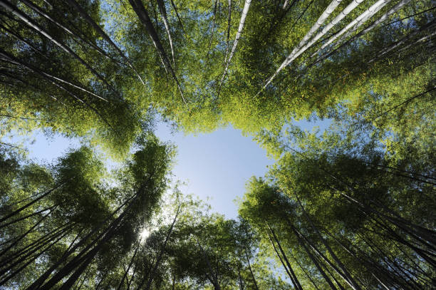 istock Looking Up a Clear Blue Sky in Kyoto Bright Green Bamboo Forest. 1343554173