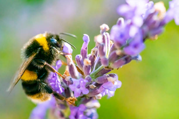 Extreme close-up of Bumble bee on lavender florets Bumble bee on a lavender spike, it is moving around the flower spike looking to extract nectar from the florets. cambridgeshire photos stock pictures, royalty-free photos & images