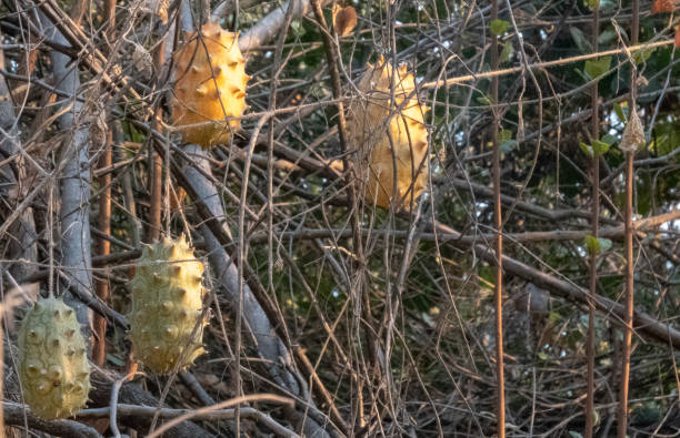 cucumis metuliferus, allgemein als afrikanische horngurke, hornmelone, stachelmelone, geleemelone, kiwano oder cuke-a-saurus bezeichnet, ist eine einjährige rebe aus der familie der gurken- und melonengewächse (cucurbitaceae). seine frucht hat hornartige - kawani fruit stock-fotos und bilder