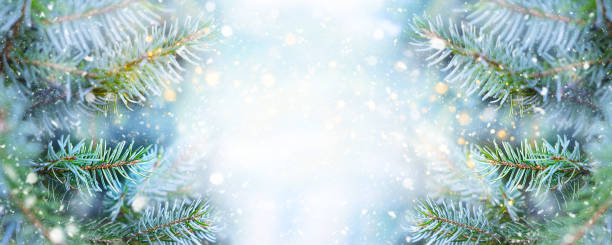 открытка на рождественские и новогодние праздники. зимний фон с копировальным пространством. - evergreen tree фотографии стоковые фото и изображения