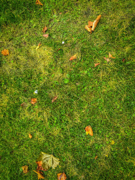 istock Grass with leaves at the forest path as a texture or background. 1343555999