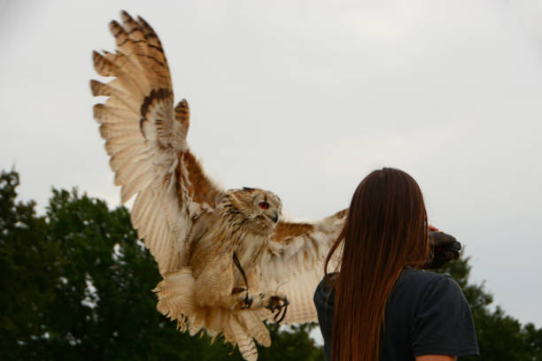 シベリアワシフクロウの着陸、 - animal day owl one animal ストックフォトと画像