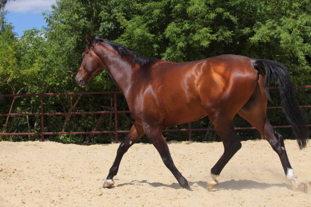 istock Thoroughbrd horse run and play in ranch paddock 1343557876