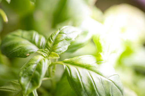 Mix of fresh herbs rosemary, thyme, basil with wooden mortar, napkin and oil. . White background. Top view. Copy space