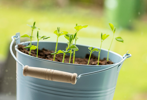 Sweet pea seedlings in an enamel bucket on a window sill of a domestic house.