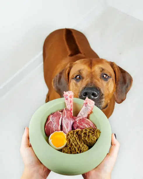 Dog smelling meat food in its bowl Female hands holding dog's bowl with food. Natural dog food.