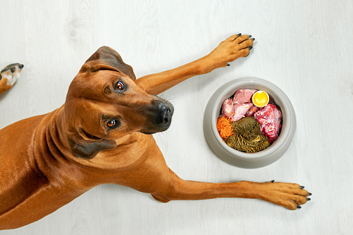 Natural dog food Hungry brown dog lying near its bowl full of meat food looking at camera, top view