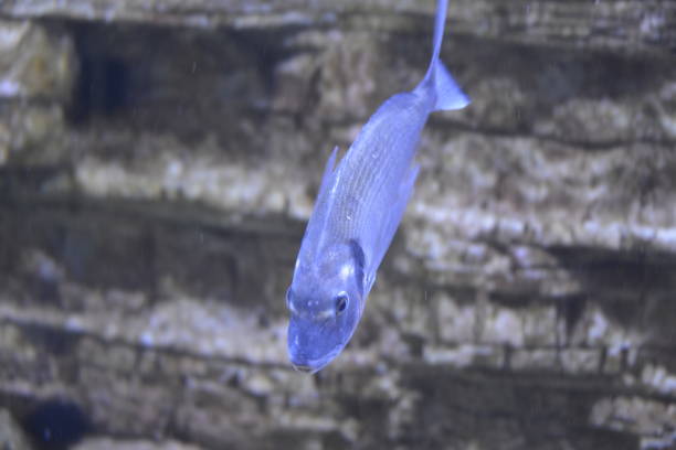istock Beautiful blue fish swim around the rocks 1343559231