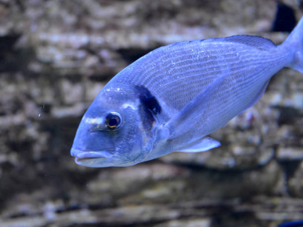 istock Beautiful blue fish swim around the rocks 1343559240