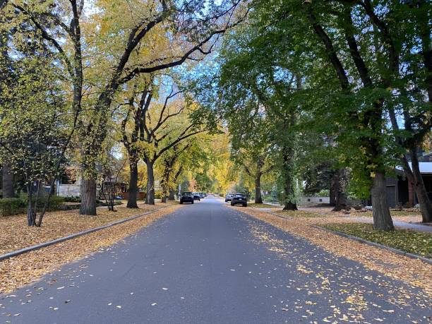 istock Fall colours on the streets of Calgary Alberta 1343560767