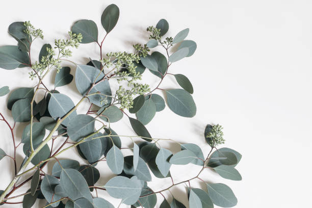 istock Decorative frame, corner made of green Eucalyptus populus leaves and branches isolated on white table background. Modern floral composition. Natural styled stock flat lay image. Top view. Copy space. 1343561021
