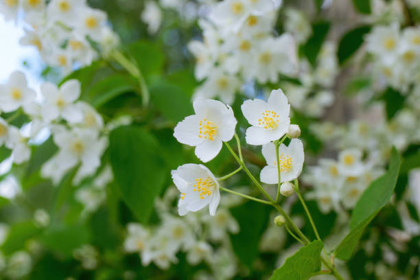 istock Twig with white jasmine flower in spring 1343561163