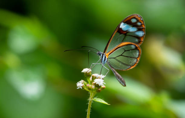 istock Glasswing butterfly feeding on a  wildflower. 1343564119
