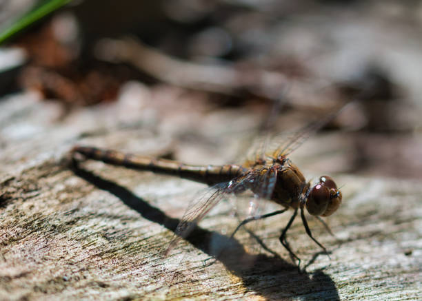 istock Dragonfly macro with selective focus on insects head and large compound eyes, sitting on a wooden surface, 1343566105