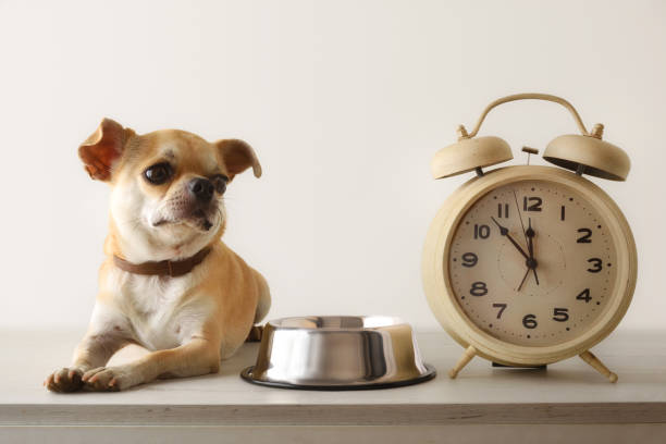 istock Chihuahua waiting for lunch next to his bowl and clock 1343566127