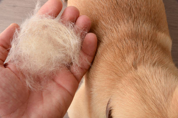 Hand showing hair loss of a dog top view Hand showing animal hair shed due to seasonal hair shedding or health problems. Top view. Horizontal view. hairy puppy stock pictures, royalty-free photos & images