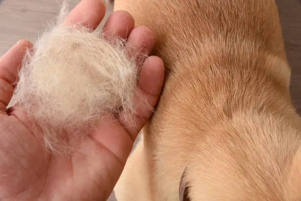 Hand showing animal hair shed due to seasonal hair shedding or health problems. Top view. Horizontal view.