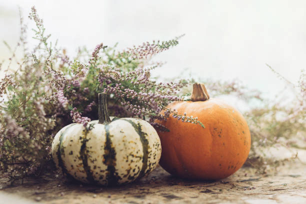 istock Stylish pumpkins and autumn heather on rustic old wooden background at window in light. Fall rural composition with space for text. Happy Thanksgiving and Halloween. Atmospheric image 1343566356