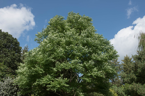 Gymnocladus dioica is a Deciduous Tree and Native to North America