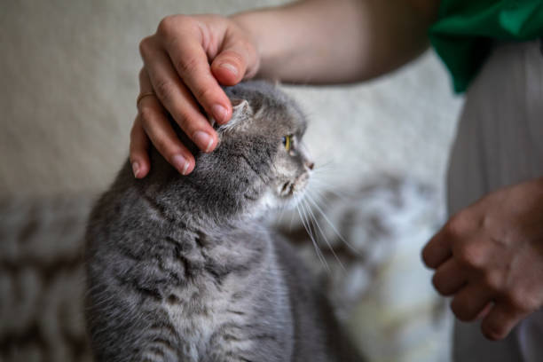 istock grey british domestic cat with yellow eyes 1343567914