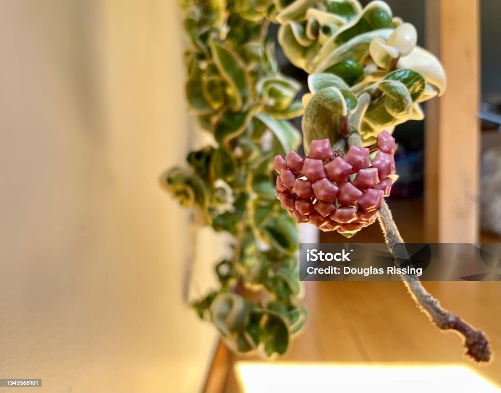 Hoya Plants - Hindu Rope - Hoya carnosa compacta Plant Stock Photo