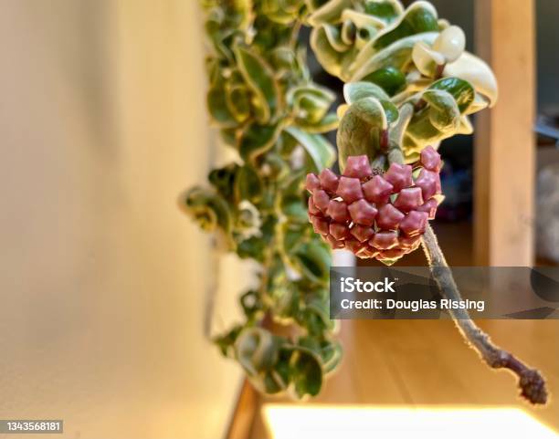 Hoya Plants Hindu Rope Hoya Carnosa Compacta Stock Photo - Download Image Now - Plant, Stealth, Vine - Plant