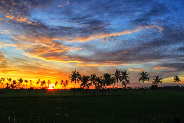 enjoy the sunrise in the rice field area of ​​​​Kamanasa, Betun, Malacca Regency, East Nusa Tenggara province, Indonesia