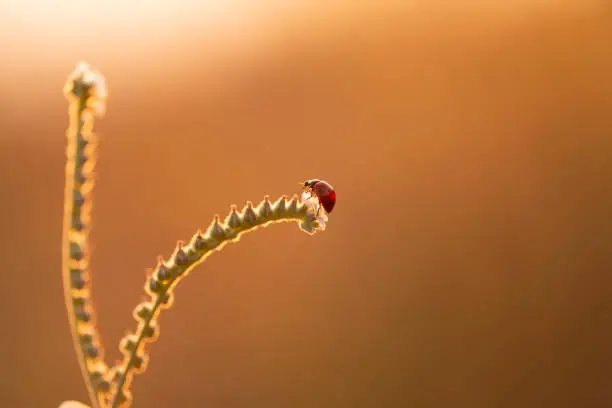 Photo of ladybug at sunset