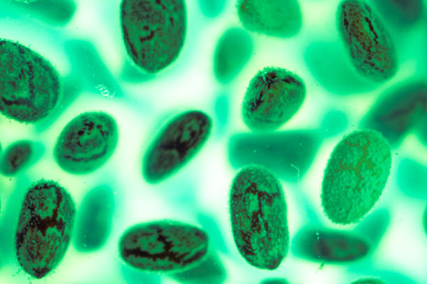 istock numerous chia seeds hydrated in a green liquid environment scattered in a disorganized way.  abstract background. 1343570842