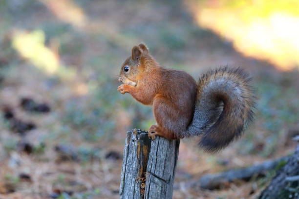 istock Sciurus vulgaris. Squirrel on a stump nibbles nuts 1343572290