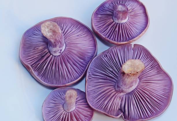 Plate of Clitocybe nuda, commonly known as the wood blewit and alternately described as Lepista nuda. It is an edible mushroom native to Europe and North America. Blewit stock pictures, royalty-free photos & images