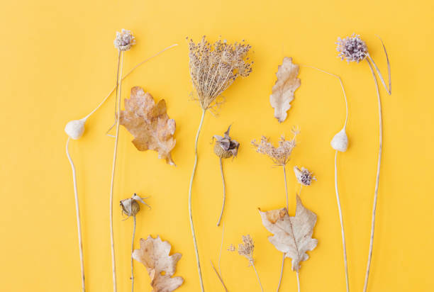 istock Autumn herbs flat lay. Fall dry herbs minimal layout on yellow background. Modern creative autumn card. Happy Thanksgiving and Halloween 1343573908