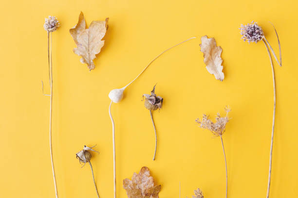 istock Autumn dried herbs. Fall herbs layout flat lay on yellow background. Modern creative autumn card. Happy Thanksgiving and Halloween 1343574002