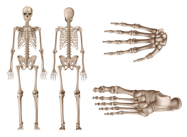 menschliches skelett, hintere und vordere ansichten, studie der menschlichen anatomie konzept, realistische vektorillustration - menschliches skelett stock-grafiken, -clipart, -cartoons und -symbole