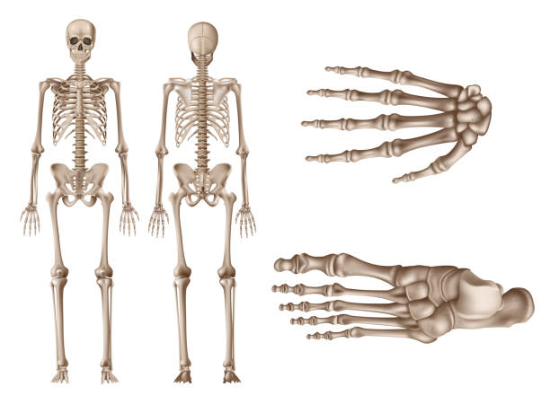 illustrazioni stock, clip art, cartoni animati e icone di tendenza di scheletro umano, viste posteriori e anteriori, studiare il concetto di anatomia umana, illustrazione vettoriale realistica - scheletro umano