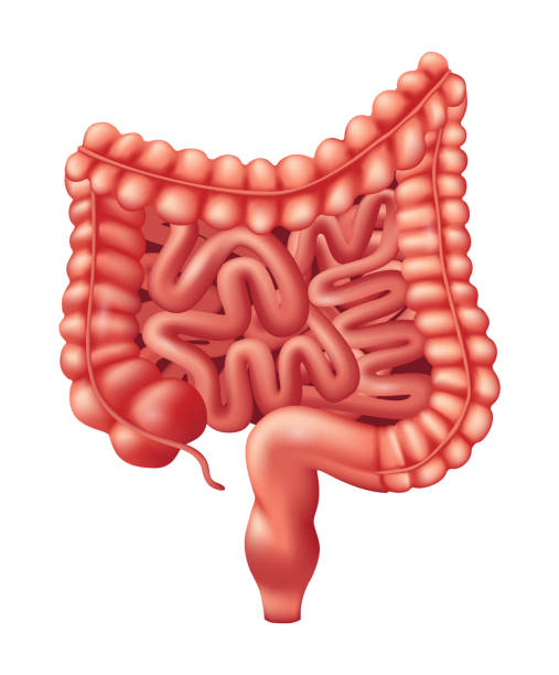 human guts organ - kolekcja narządów ludzkich, realistyczna ilustracja wektorowa - human intestine stock illustrations