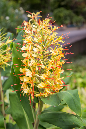Ornamental ginger (Hedychium gardnerianum), also called yellow butterfly ginger, Alpinia, Etlingera or Kahili ginger.