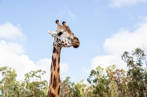 Female Reticulated Giraffe (Giraffa reticulata) foraging on dry branches