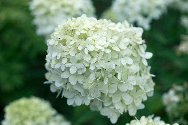 istock close up of white hydrangea flowers as background. White hydrangea flowers on bush 1343576999